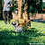 Pet Park
