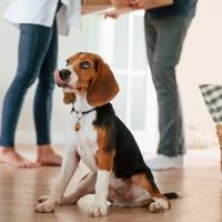 Pet Relocation Guide