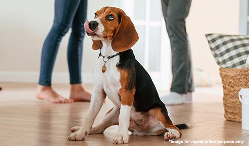 Pet Relocation Guide